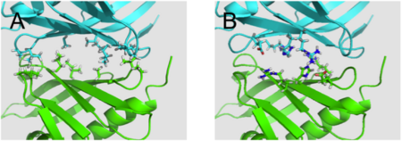Interactions at KSI's dimer interface (A) Hydrophobic residues. (B) Hydrophillic residues.