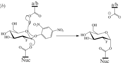 Figure 7 (b) Mechanism of 2F-DNPGlc hydrolysis by GBA to generate the covalent glycosyl-enzyme intermediate.