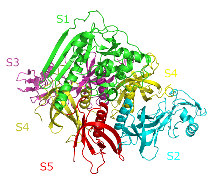 Image:Pertussis toxin complex.png