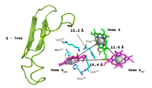 Figure 1. The active site of bd oxidase for G. thermodenitrificans. Heme B558 (pink; left), Heme B595 (pink; right), and Heme D (green). Important residues shown in blue. Measurements are shown in Å.
