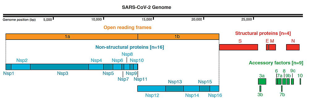 SARS-CoV-2 Protein Organization, from Gordon  et al. & Krogan (2020) )