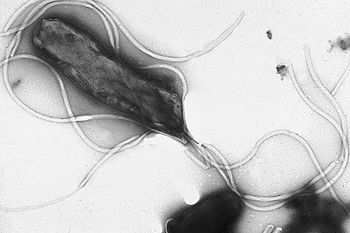 Pathogenic Bacteria: Helicobacter pylori
