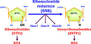 Figure 1: RNRs catalyze the conversion of diphosphated ribonucleotides to their corresponding diphosphate deoxyribonucleotides (Torrents, 2014)