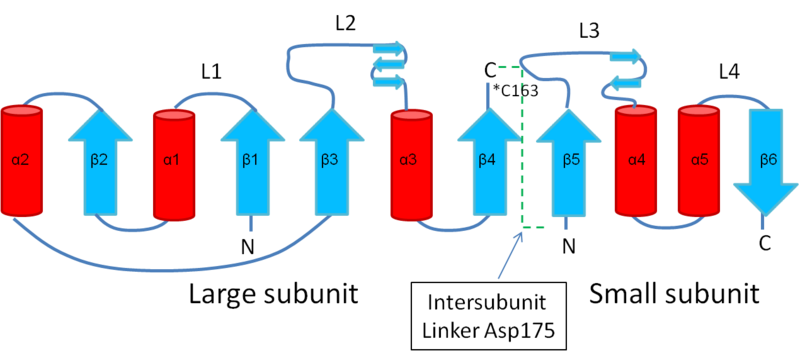 Image:Caspase-3 topology.png