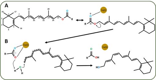 Figure 6: (A) All-trans-retinol (B) Hypothesized RPE65 Reaction Mechanism 
