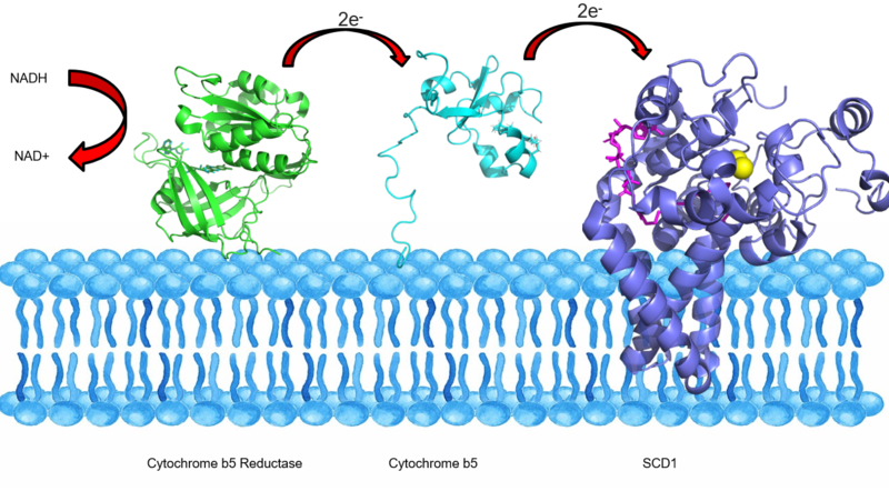 Image:SCD1 ETC.png