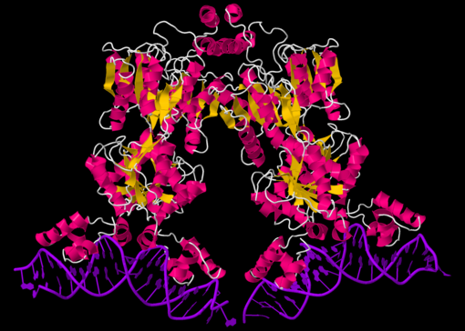 Crystal structure of the Lac Repressor Bound to DNA (1lbg)