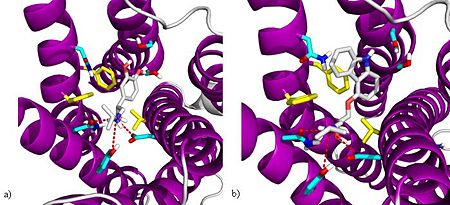 The binding mode of isoproterenol and carazolol in B2AR. Hydrophobic residues are displayed in yellow. Polar interactions are displayed with residues in cyan, oxygen in red, and hydrogen in white. (a) A model of B2AR in its active state in complex with isoproterenol.  (b) B2AR in its inactive state in complex with carazolol.