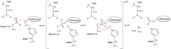 Figure 5. Mechanism for the esterification reaction of SOAT with arrow pushing.