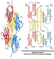 z1z2 / Telethonin complex