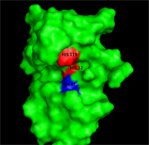 Figure I: Bovine Ribonuclease A. Colored residues are representative of amino acids important to both the acid base catalysis (Red: His12 and 119) and stabilization of the transition state (Blue: Lys41). Figure generated via Pymol
