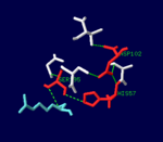 The serine protease catalytic triad in the active site of α-thrombin, bound to D-Phe-Pro-Arg chloromethylketone ligand.