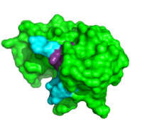 ApTpApApG complexed with ribonuclease A