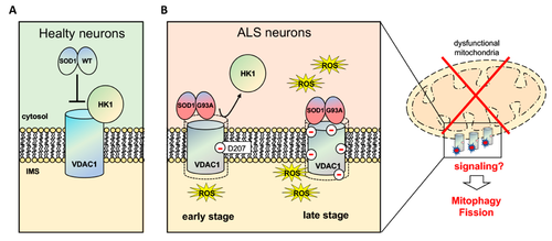 Alterations in VDAC1 observed in ALS[2].
