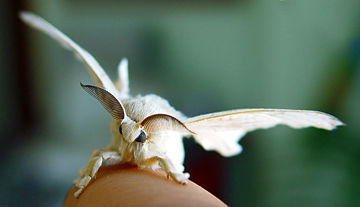 Bombyx mori, the silk moth, picture by Fernando Cuenca