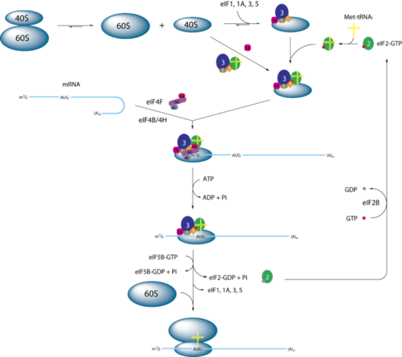 Simplified model of eukaryotic initiation by Webridge
