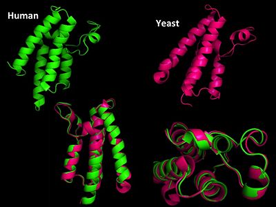 Structural Homology. Here is the HsGCN5(green) and yGCN5(pink) aligned Bromodomains.