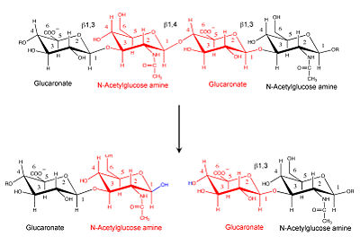 Hyaluronidase cleaves the β1,4-glycosidic bond of the glycosaminoglycan hyaluronan