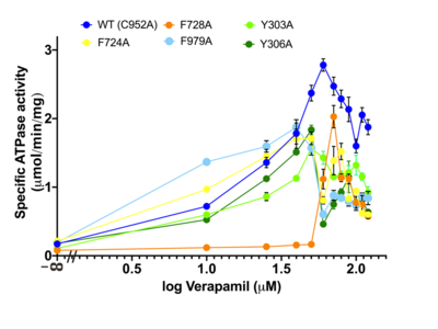 Figure 4.  Dose–response curve of verapamil-stimulated ATPase activity. Curves for each different mutant are colored according to the legend of the ﬁgure. The F728A mutant exhibited the highest EC50 of 60 μM, followed by C952A (32 μM), F979A (30 μM), F724A (28 μM), Y306A (25 μM) and Y303A (7.3 μM). All measurements were determined with seven independent measurements (n = 7).