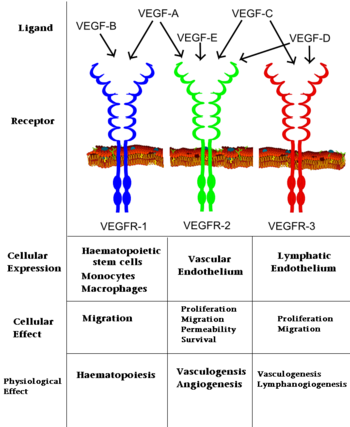 Interaction of VEGFs with VEGFRs.