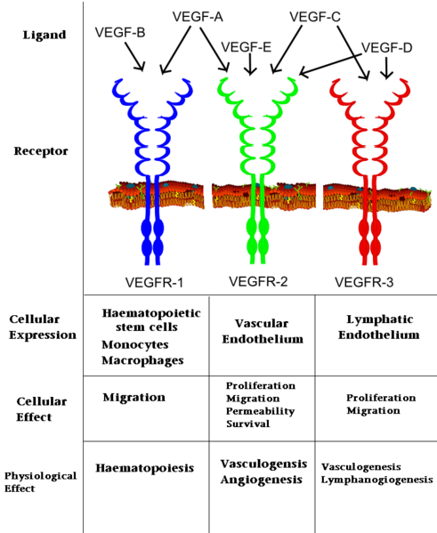 Image:VEGF effects.PNG