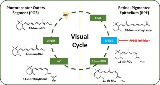 Figure 2: A schematic representation of the Retinoid (Visual) Cycle in Humans. (Abbreviations: all-trans-ROL, all-trans-retinol; LRAT, lecithin retinol acyltransferase; RPE65, retinal pigment epithelium 65; 11-cis-ROL, 11-cis-retinol; 11-cis-RDH, 11-cis-retinol dehydrogenase; 11-cis-RAL, 11-cis-retinal; hV, light energy; all-trans-RAL, all-trans-retinal; atRDH, all-trans-retinol dehydrogenase) 