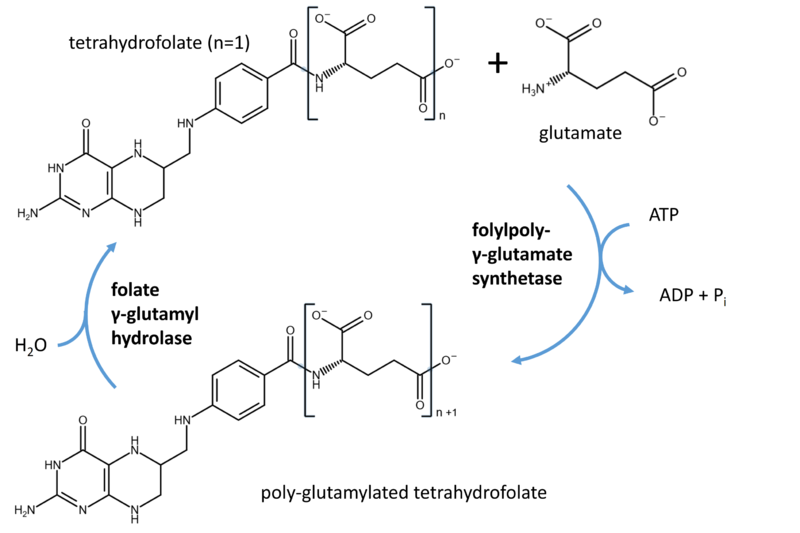 Image:Tetrahydrofolate synthase hydrolase.PNG