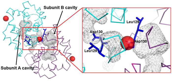 Figure 4. Shape of the cavities (in gray) directly governed by the conformation of Leu129 and Asp130 residues. The Asp130 side chain (underlined) does not interact with Ca2+ and projects into the cavity in the A subunit (in cyan), while the Asp130 side chain (B subunit) binds to Ca2+. These conformations can be  seen in ampliation. The Ca2+ ions are also indicated like red balls. (Figure made in PyMOL 2.5.2 software)