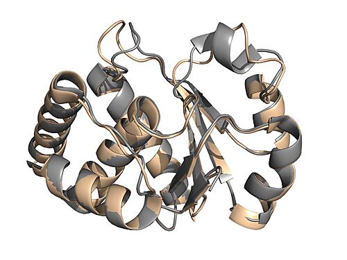 Conformational change of PTPMT1 after PI(5)P substrate binding. Overlay of apo form (non-substrate-bound, in grey) and PI(5)P-bound form (wheat).
