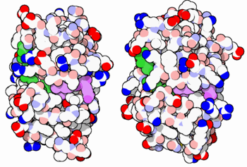 E. coli (left) and human (right) DHFR have a similar architecture and mode of binding to NADPH(green) and the competitive inhibitor methotrexate(purple). Original image by David Goodsell