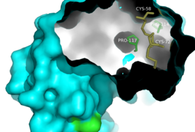 Residues important to the proper folding of RNase A. Locations of internal residues Pro-114, Pro-117, Cys-58, and Cys-72 are highlighted and labeled.