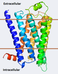Crystal Structure of β-2 Adrenergic Receptor, 2rh1