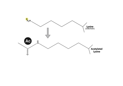 When lysine is acetylated, its positive charge becomes neutralized.