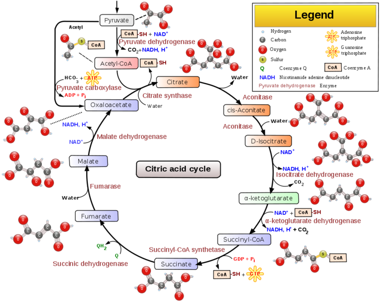 Image:Citric acid cycle with aconitate 2.png