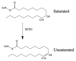Figure 1: Saturated vs. Unsaturated Fatty Acid Chain.