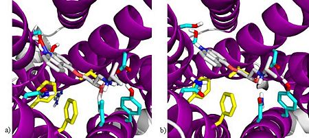 Model of carazolol binding to B2AR structure. (a) Active B2AR: there is a steric clash between the ligand and Ser207 of TM5. (b)Inactive B2AR: carazolol in B2AR fits perfectly and blocks the agonist from entering  the binding pocket.