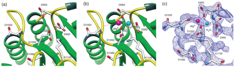 Image:CKI1RD active site.png