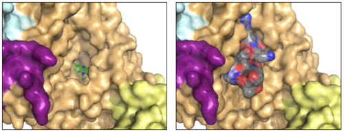 Figure 3: The FAD binding cavity in the oxidase domain of LSD-1 (left) and in the presence of histone H3-peptide (right). The swirm domain is yellow, CoREST is purple, the oxidase domain is orange, and the tower domain is light blue. The FAD is shown as green sticks and the H3-peptide is gray. PDB: 2V1D