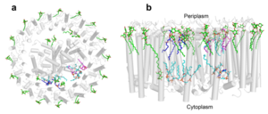 Fig. 3. Phospholipids, detergents, and channels in the LH1-RC complex. Top view (a) and side view (b) of the phospholipid and detergent distributions for CL (cyan), PG (magenta), PE (blue), and DDM (green). All proteins are shown in gray.