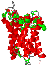 Crystal Structure of Human Aquaporin 4, 3gd8