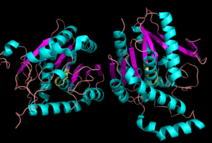 Figure 1:Crystal Structure of MGL Alpha helixes are in blue and beta sheets in purple. This protein is a dimer that is linked by antiparallel beta sheets