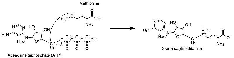 s adenosylmethionine