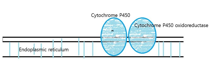 Image:Cytochrome1 P450.jpg