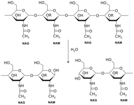איור 3- הידרוליזה של מונומר הפפטידוגליקן