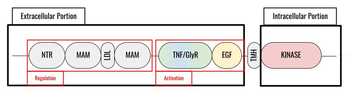 Figure 1. Outline of the domains and regions of anaplastic lymphoma kinase