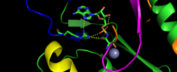 Representative image of catalytic domain binding of threonyl-adenylate. The image includes residue Arg365 binding to threonyl-adenylate representing ATP and Thr amino acylation activity.