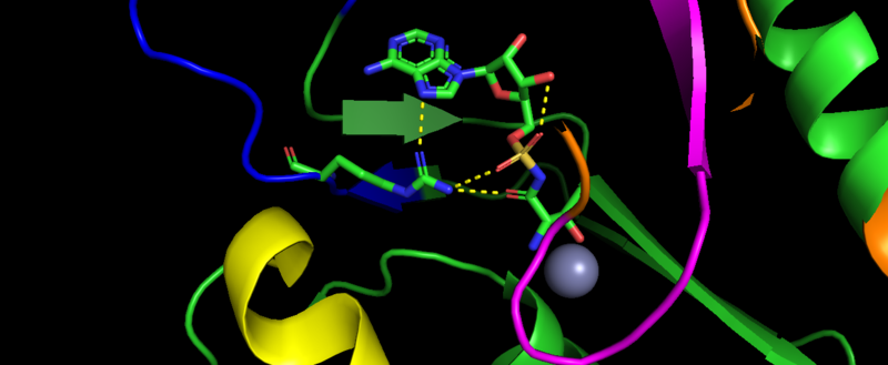 Image:S.Aureus binding to threonyl-adenylate.png
