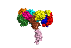 Figure 1: Insulin receptor apo receptor. Site L1' is colored a dark green, CR' is orange, L2' is bright blue, L2 is yellow, CR is red, L1 is dark blue, FnIII-1 is brown, and FnIII-2 is light pink. Insulin is shown bound and is colored dark pink. PDB 6CE7
