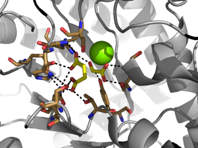 Figure 3: Highly ordered hydrogen bonding network within the active site of ICL