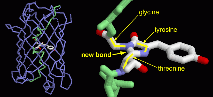 Image of Green Fluorescent Protein from David Goodsell's Molecule of the Month at the RCSB PDB